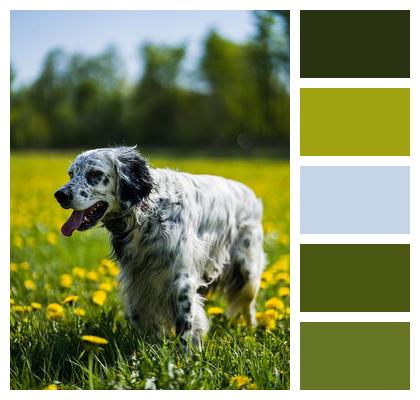 Dog Pet English Setter Image